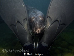 Seal framed by diver fins by Mark Hedges 